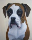 Boxer dog pet portrait