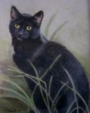 Cat pet portrait