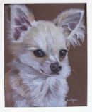 Chihuahua dog pet portrait