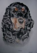 cocker spaniel portrait