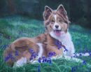 Collie in bluebells