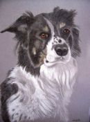 Collie pet portrait