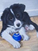 Collie pup pet portrait