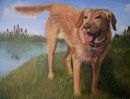 Golden labrador pet portrait