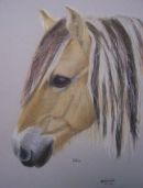 Horse pet portrait