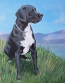 Trent! Labrador cross