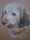 Pencil dog pet portrait