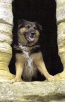 photo of dog for pet portrait