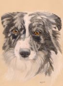 Outstanding pencil pet portrait