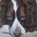Springer Spaniel pet portrait
