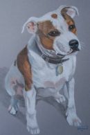 Staffordshire Bull Terrier