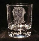 Labrador 2