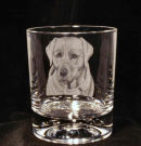 Labrador 3