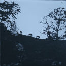 cows