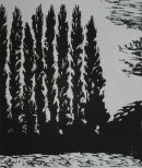 poplars