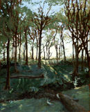 sun streaked woods