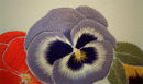 Pansy close-up