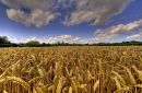 To Ash Village KentChurch of St Nicholas in view