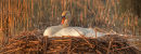 Nesting Mute Swan
