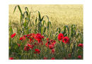 Roadside Poppy