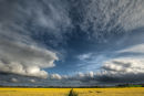 Ash village viewed across a rapeseed field