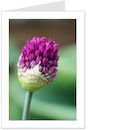 allium