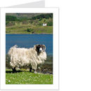 blackface sheep