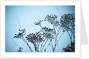 blue grasses