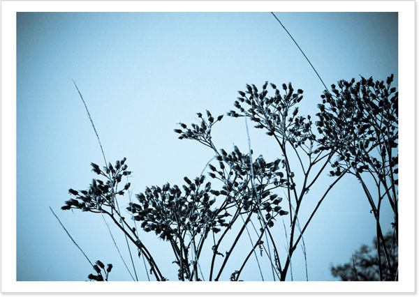 BLUEGRASS