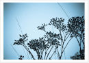 BLUEGRASS