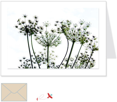 cow parsley<br>FLOW:005