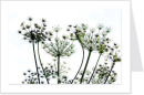 cow parsley