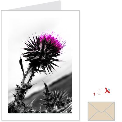 scottish thistle 2<br>FLOW:1009