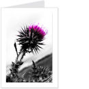 scottish thistle 2