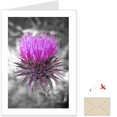 scottish thistle 1<br>FLOW:1008