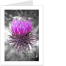 scottish thistle 1