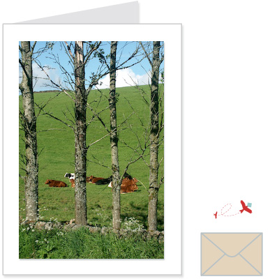 contented cows<br>CNAN:1002