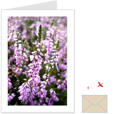 scottish heather<br>scem:1001
