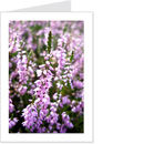 scottish heather