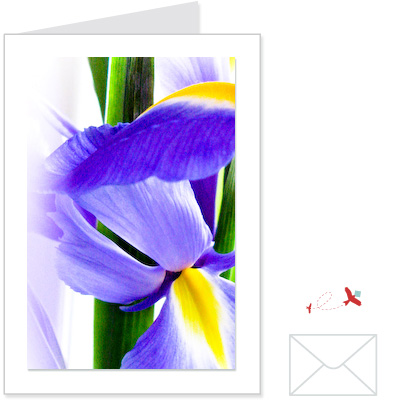 iris<br>FLOW:1006