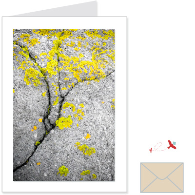 lichen<br>CLOS:1004