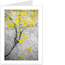 lichen