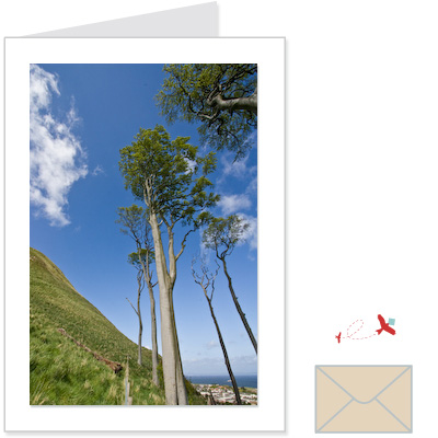 law trees colour<br>elbl:1004