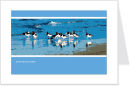 oystercatchers