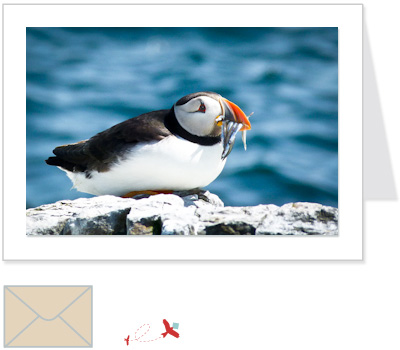 *NEW* puffin 1