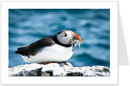 puffin 1