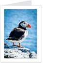 puffin 2