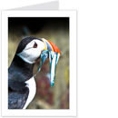 puffin 3