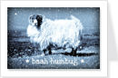 Scottish Sheep'Baah Humbug'
