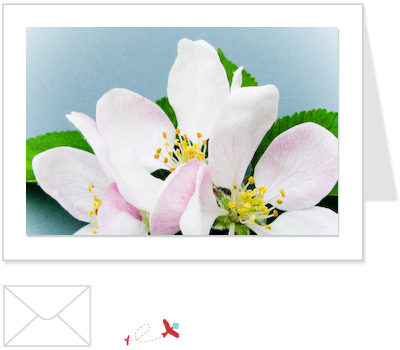 apple blossom 1<br>FLOW:006